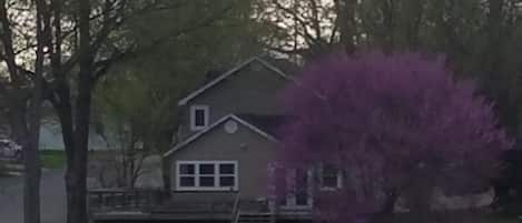A house by a lake with a fenced deck and a purple tree.