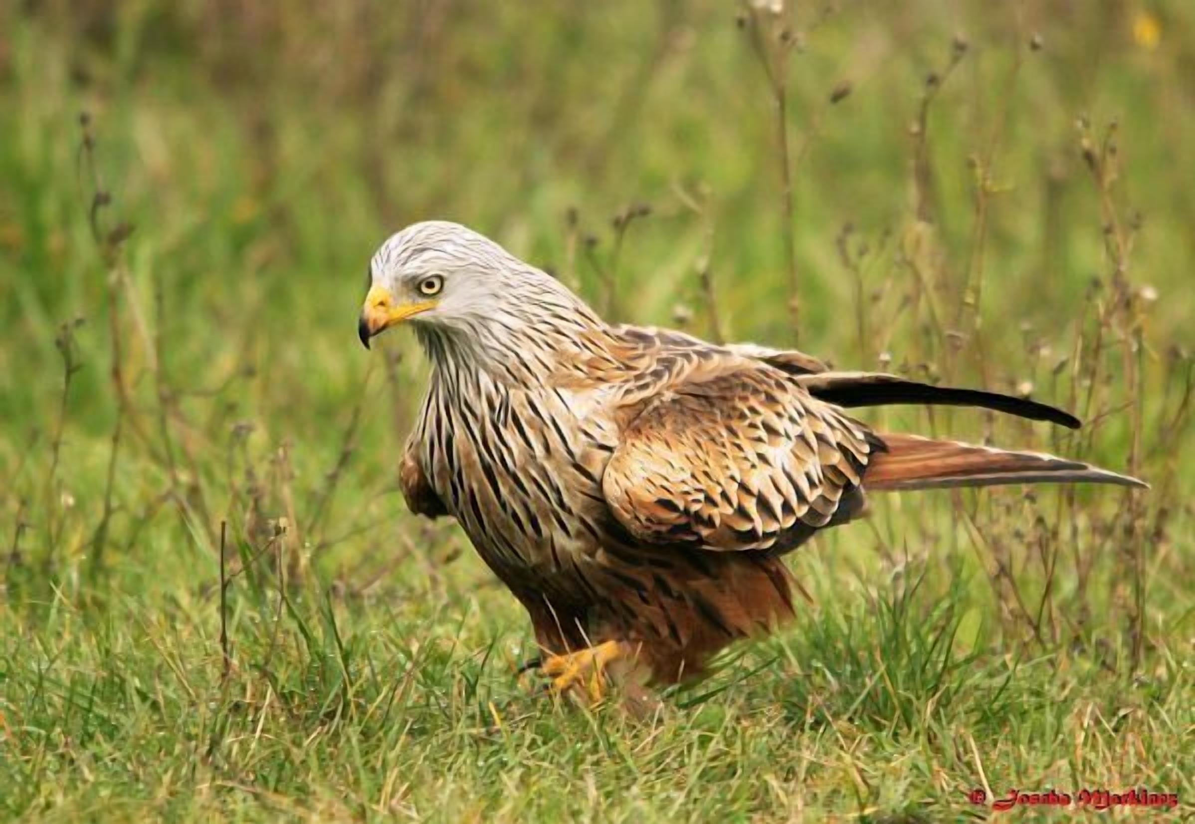 Un oiseau au bec jaune et au plumage brun et blanc, perché dans un champ herbeux.