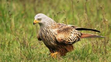 Un oiseau au bec jaune et au plumage brun et blanc, perché dans un champ herbeux.