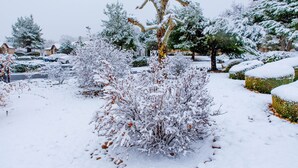 A snow-covered garden with various shrubs and trees. - Mountain Home Stallion Springs Ca. Luxury accommodation with Incredible views.  (Tehachapi)