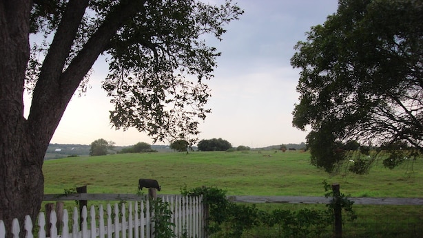 A fenced field with cows grazing, surrounded by trees and a white picket fence.