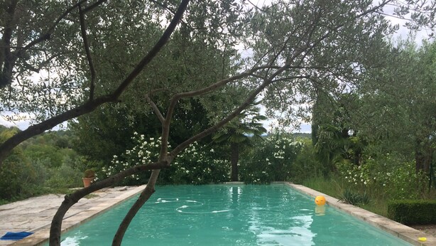 Une piscine rectangulaire entourée d’une végétation luxuriante et d’arbres.