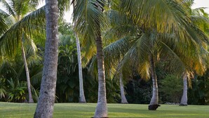 A lush garden with tall palm trees and well-maintained grass. - Domaine de Néron - Daïquiri (Le Moule)