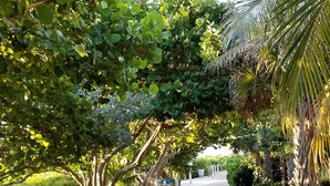 Un camino pavimentado flanqueado por árboles, con una palmera a la derecha.
