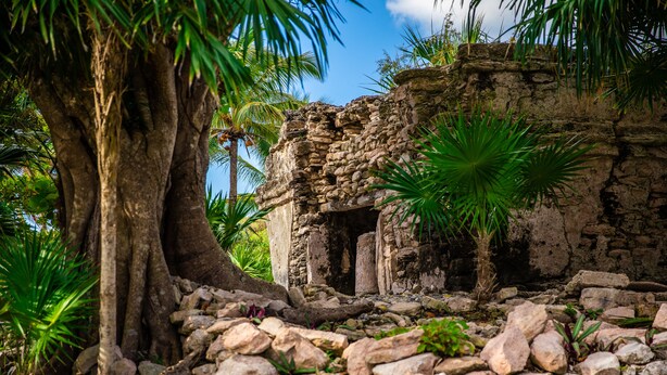 Una estructura de pedra antiga envoltada de grans arbres i vegetació tropical.