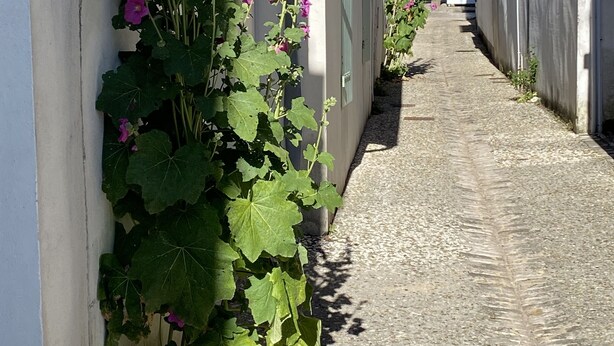 A narrow cobblestone street flanked by buildings with large windows and a vine with purple flowers growing along the wall. - 3-star listed house with south-facing courtyard in La noue (Sainte-Marie-de-Ré)