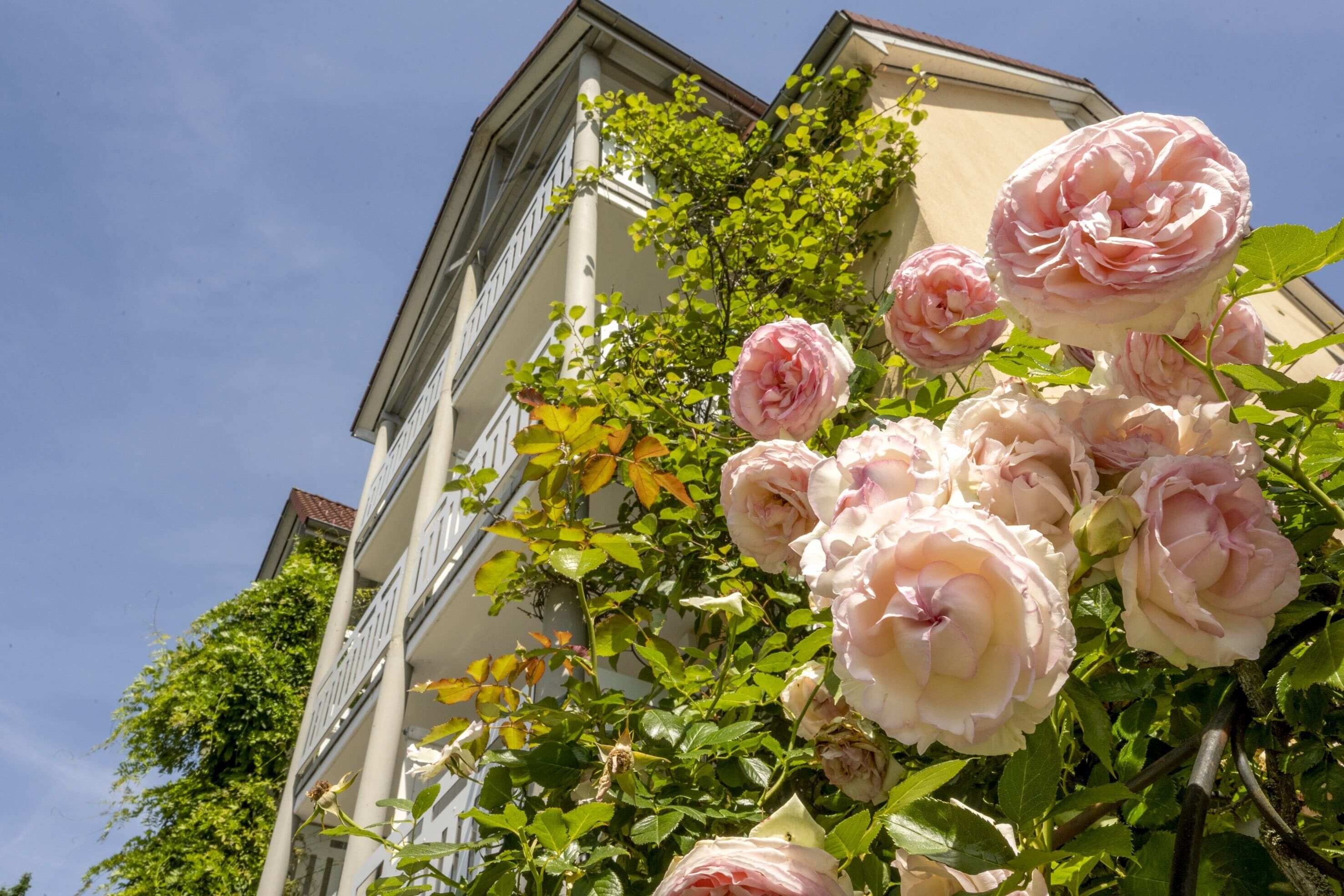 Ein Gebäude mit einer Kletterrose vor der Fassade.