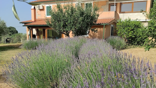 A house with a garden full of lavender plants. - House Kras (Kras)