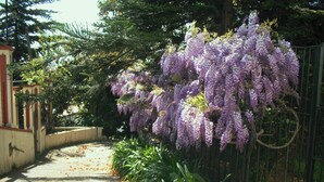 A garden with purple wisteria vines, a concrete pathway, and a metal fence. - Villa Wisteria (Funchal)