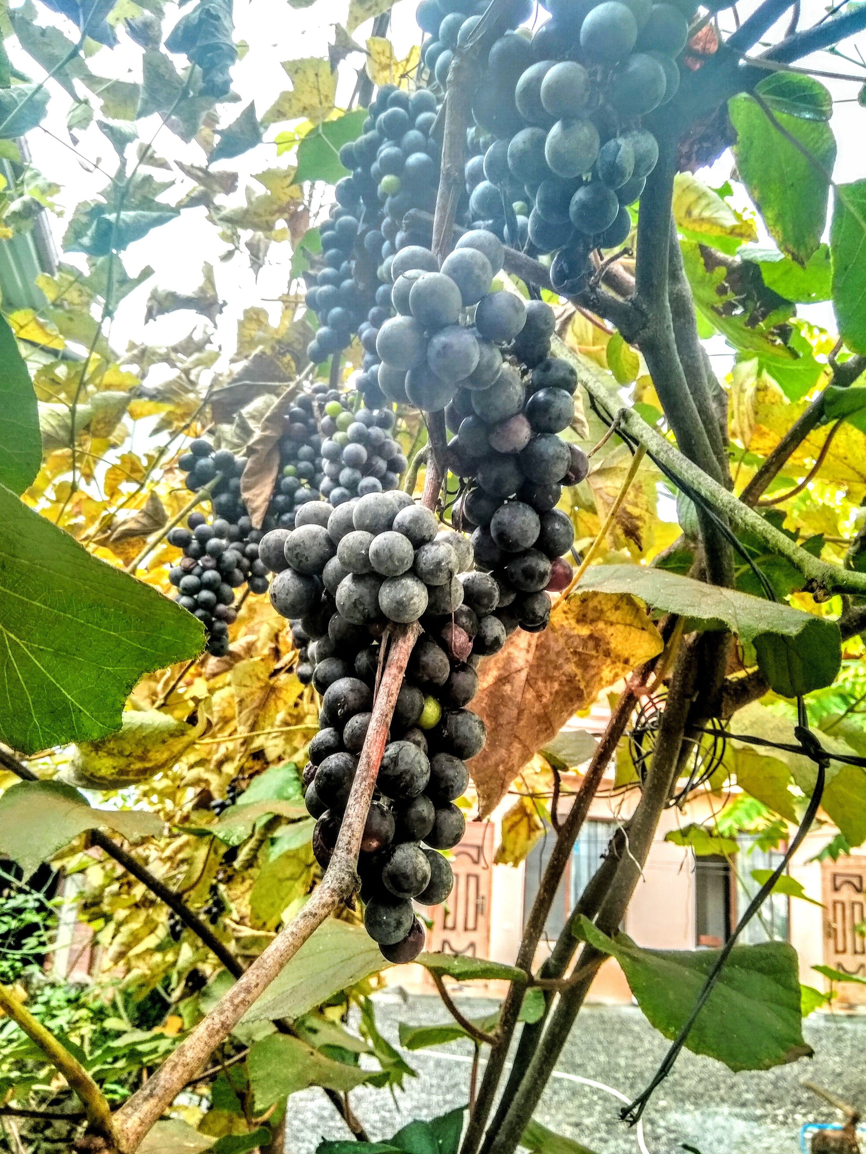 Foto - Batumi Wonderland