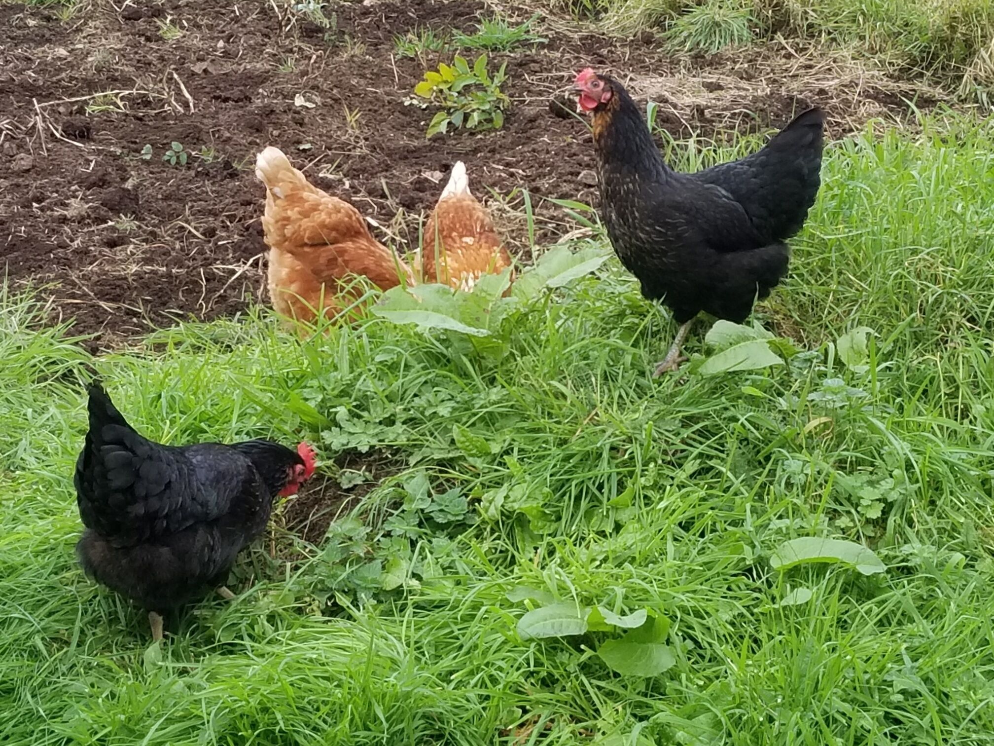 A group of chickens on a grassy area with some plants and soil visible.