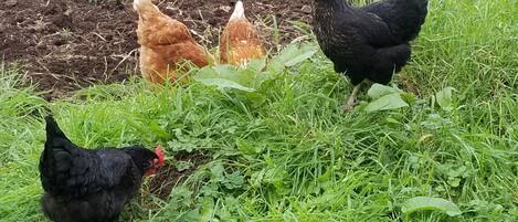 A group of chickens on a grassy area with some plants and soil visible.