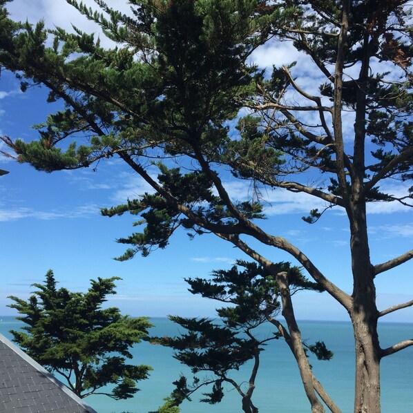 A coastal view with a prominent pine tree and a clear sky.