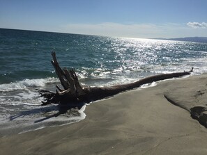 Ein Strand mit einem umgestürzten Baumstamm im Sand und dem Meer im Hintergrund.