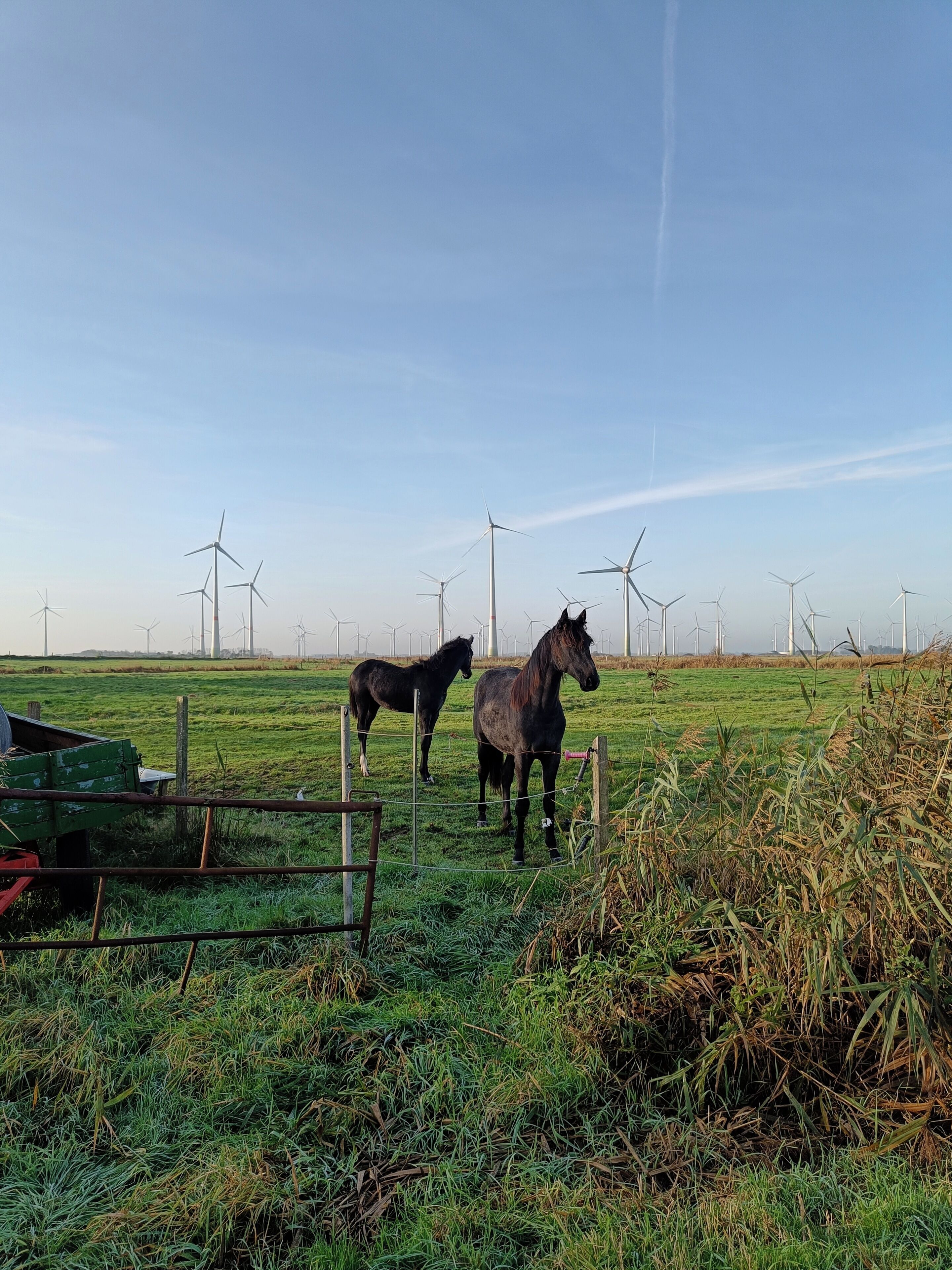 A grassy field with two horses and multiple wind turbines in the background.
