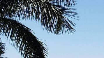Sun-loungers, beach towels