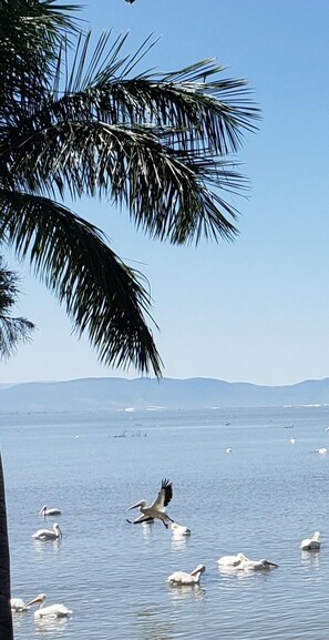 Sun loungers, beach towels - Mexican Escape, Golf, swim and relax (San Nicolas Ibarra)