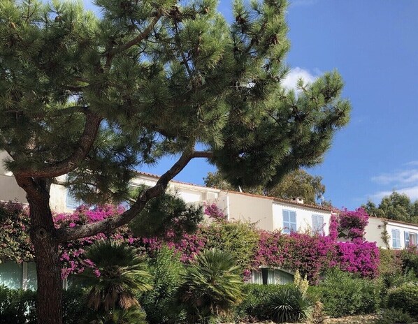 Una hilera de edificios blancos con contraventanas azules, rodeados de vegetación exuberante y plantas con flores púrpuras.