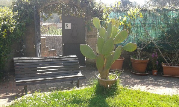 A cactus in a planter, a bench, and potted plants in a garden area.