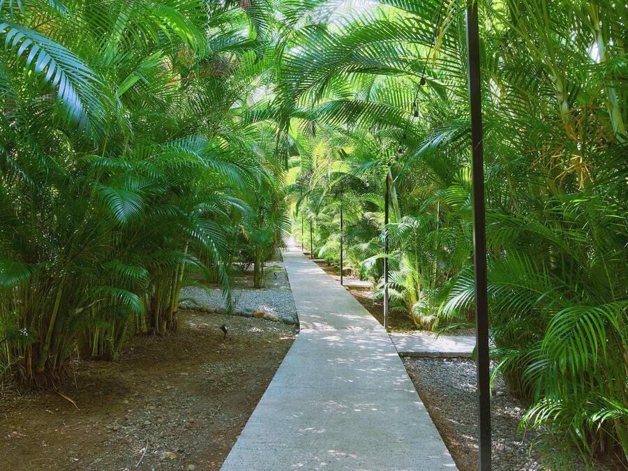 A pathway flanked by dense tropical foliage, leading through a lush garden area.