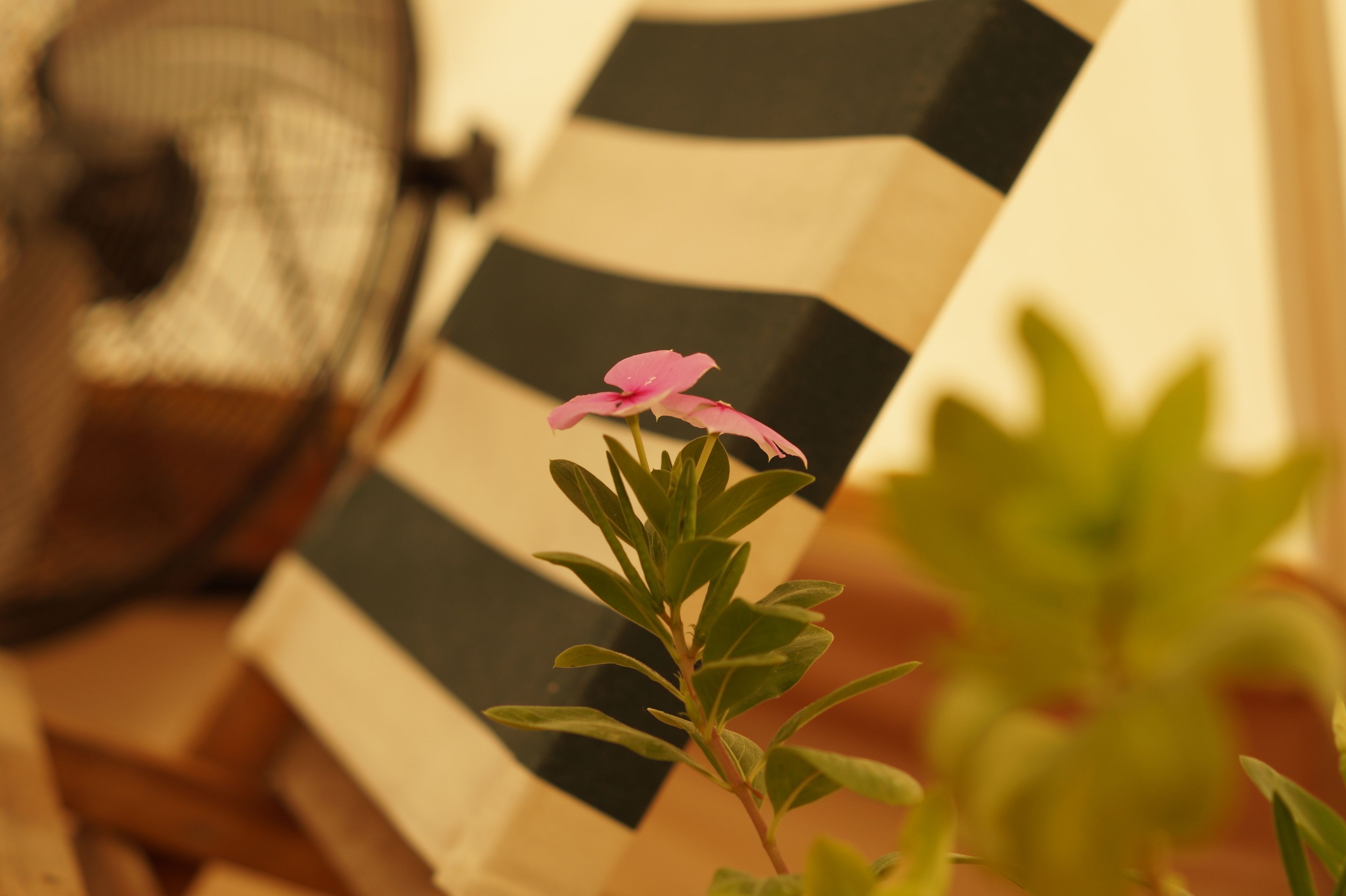 Una silla a rayas con una flor rosa en primer plano.