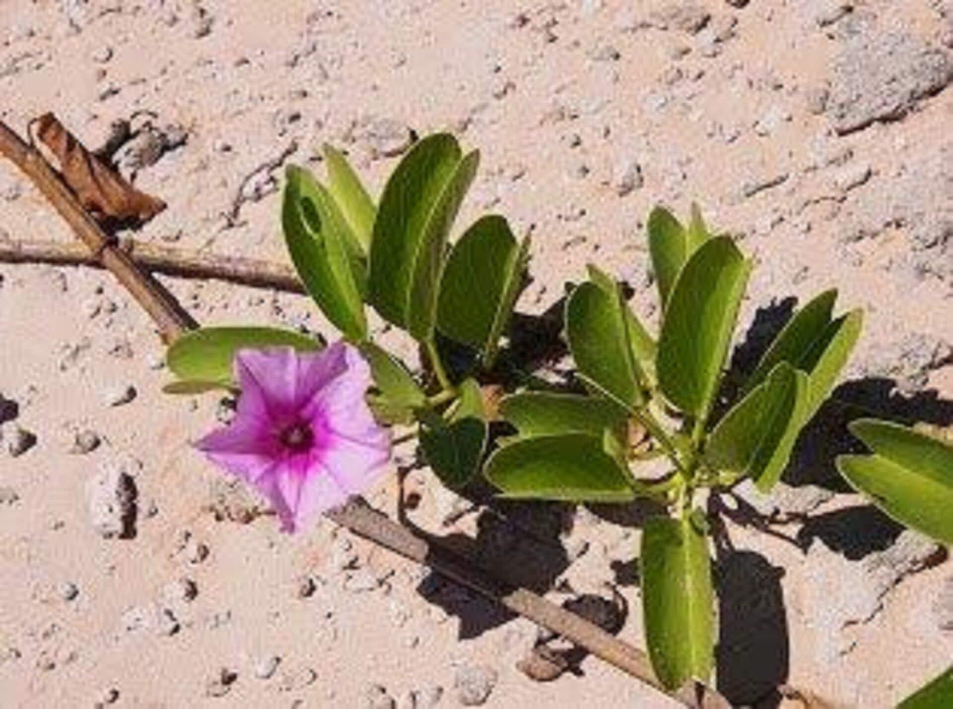 Coconutz - self contained eco tents with fantastic  ocean views — image 27