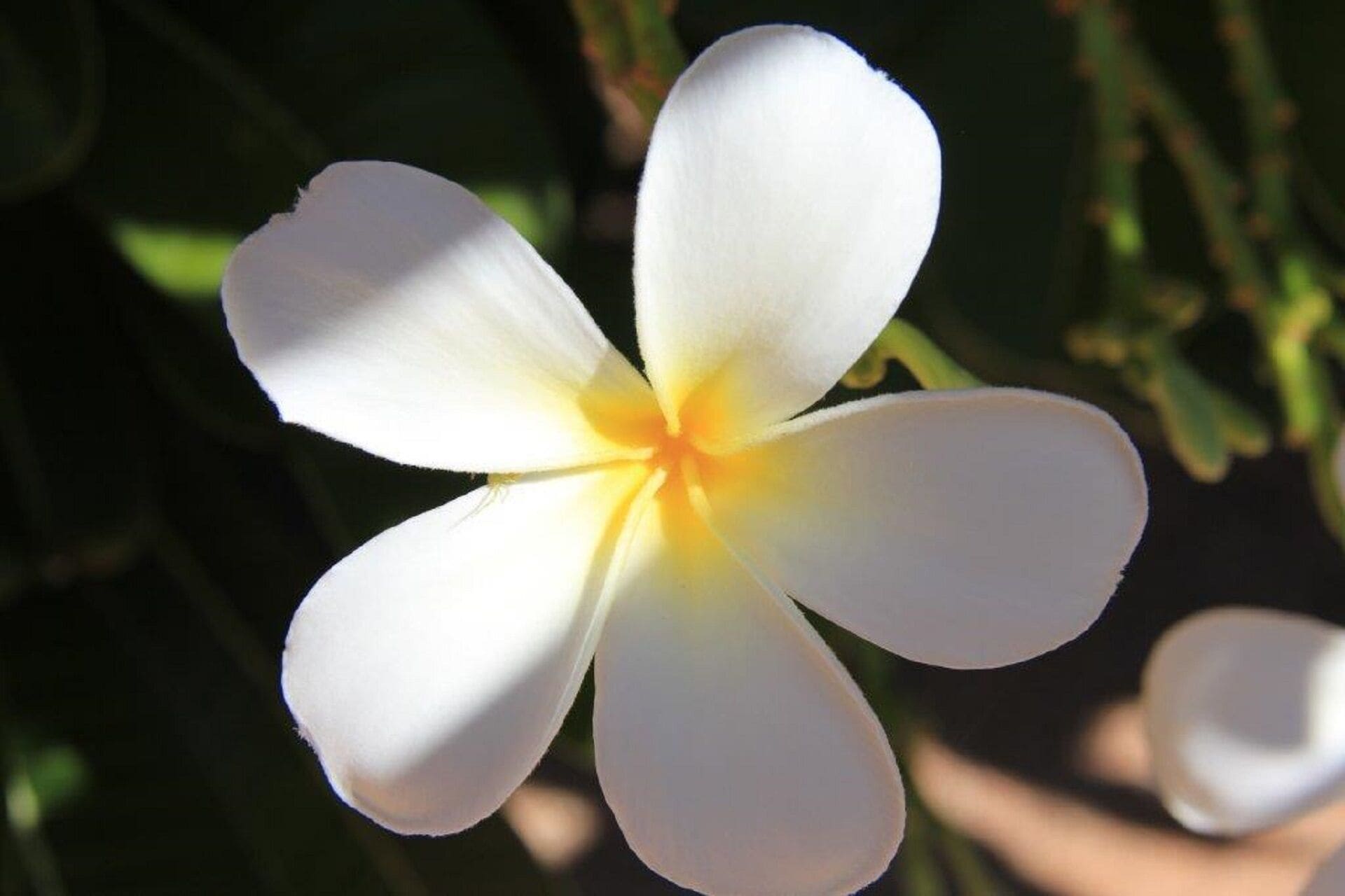 Coconutz - self contained eco tents with fantastic  ocean views — image 15