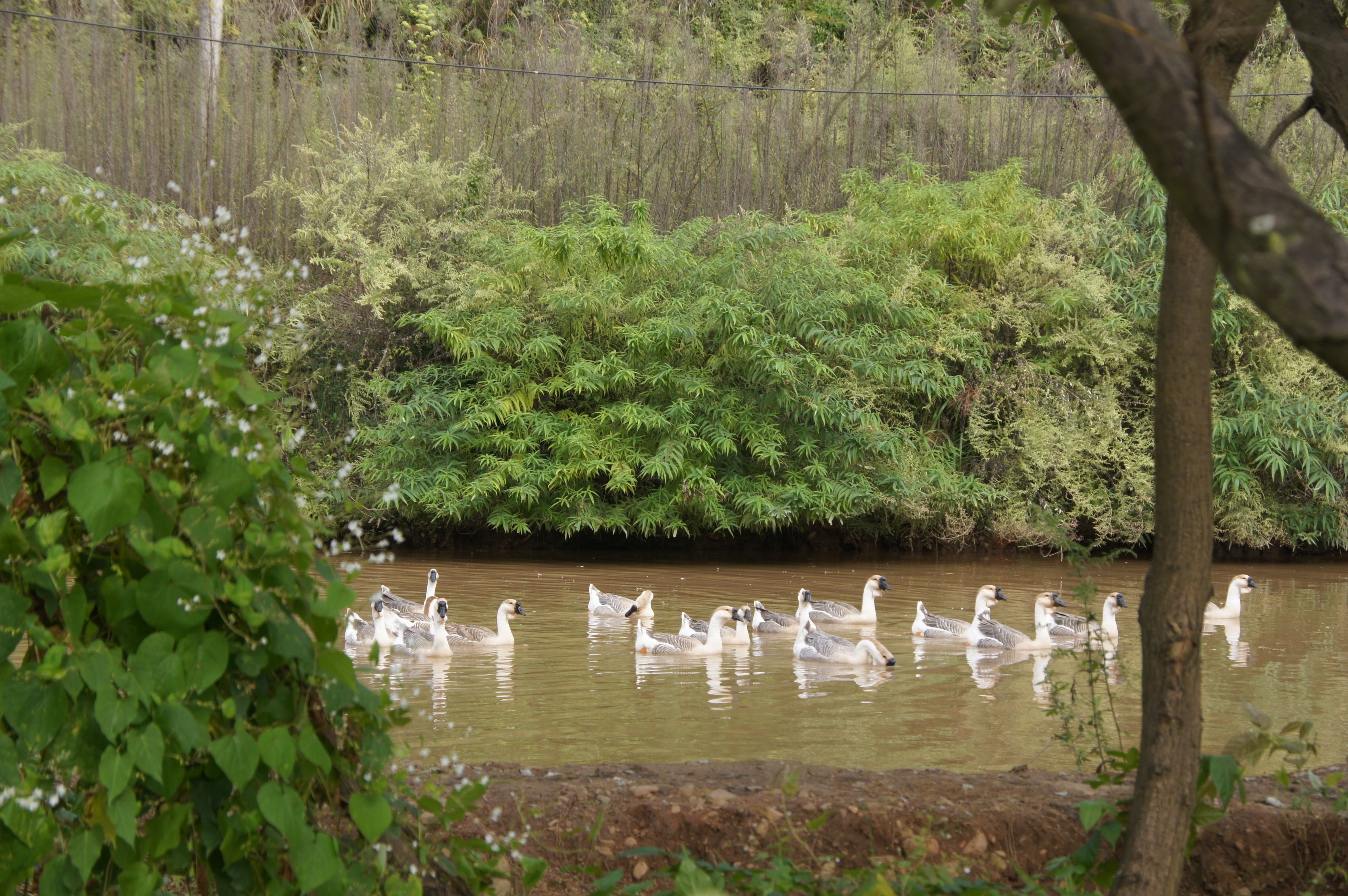 A group of geese swimming in a pond surrounded by dense green foliage.