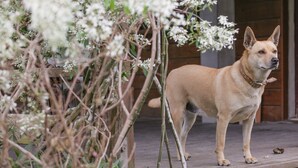 A tan dog standing on a wooden deck with white flowering plants in the background. - Just Like Villa (Ji'an)