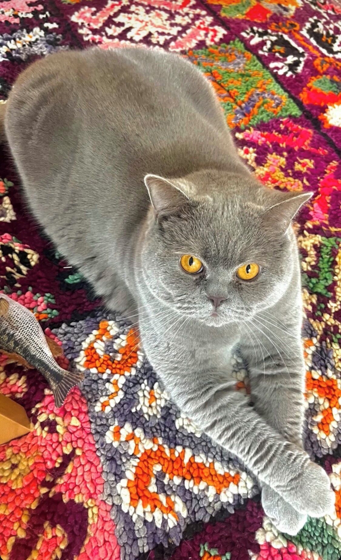 A gray cat lying on a colorful, patterned rug.