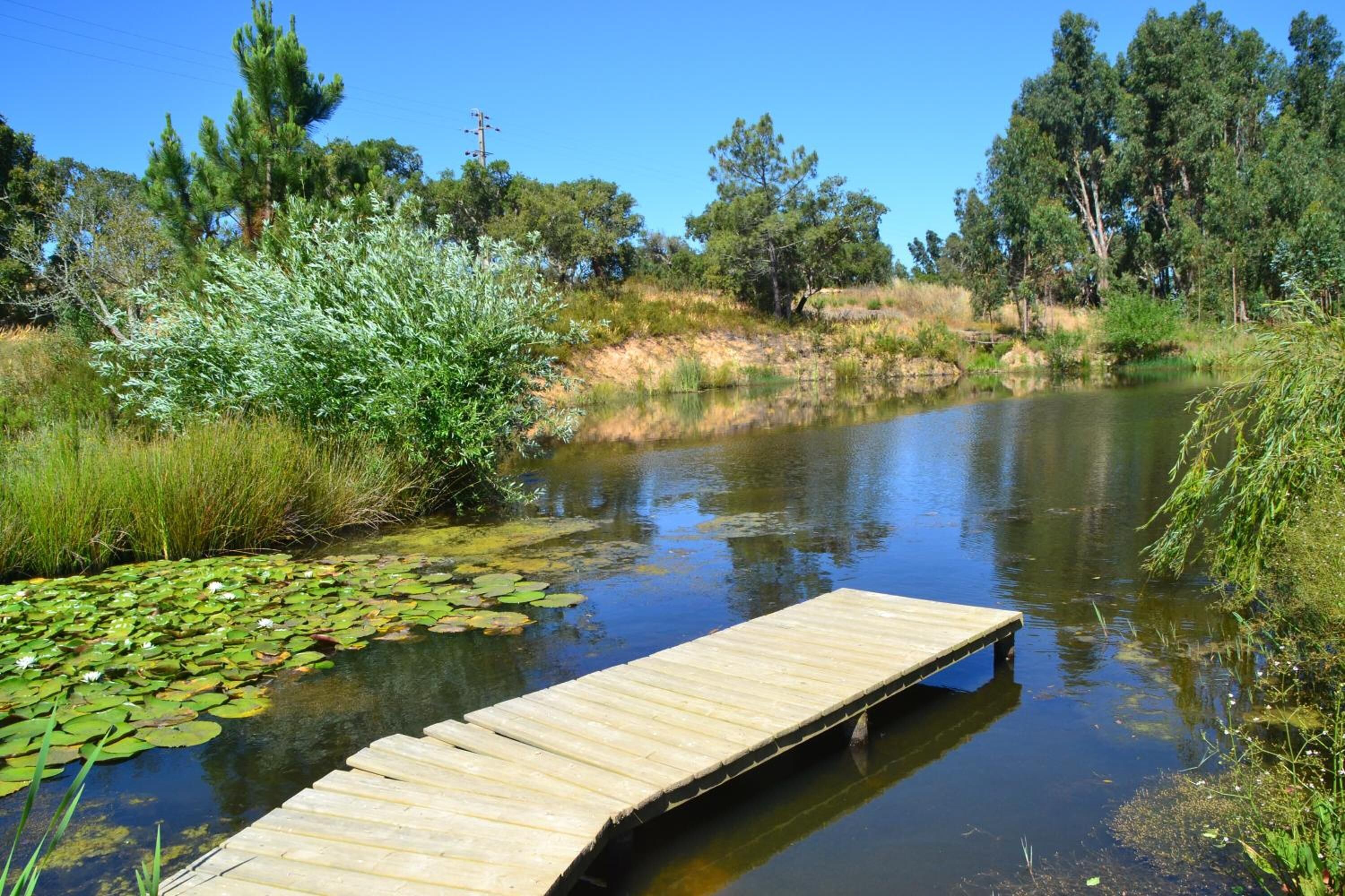 Un muelle de madera se extiende sobre un río tranquilo rodeado de vegetación y árboles.