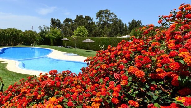 A swimming pool surrounded by a well-maintained lawn and vibrant red flowers.