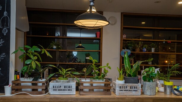 Un comptoir d’accueil agrémenté de plantes en pot, de caisses en bois et de panneaux indiquant « NE PAS DÉPLACER ».