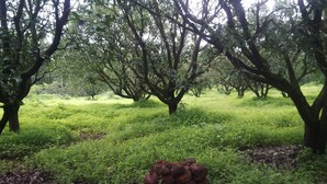 A lush orchard with mature trees and dense undergrowth. - Highland Village Resort (Dharamshala)