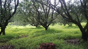 A lush orchard with mature trees and dense undergrowth. - Highland Village Resort (Dharamshala)