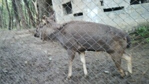 A deer in a fenced enclosure with a concrete structure in the background. - Highland Village Resort (Dharamshala)