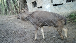 A deer in a fenced enclosure with a concrete structure in the background. - Highland Village Resort (Dharamshala)