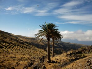 Surrounded by rolling hills, a majestic palm tree stands tall.