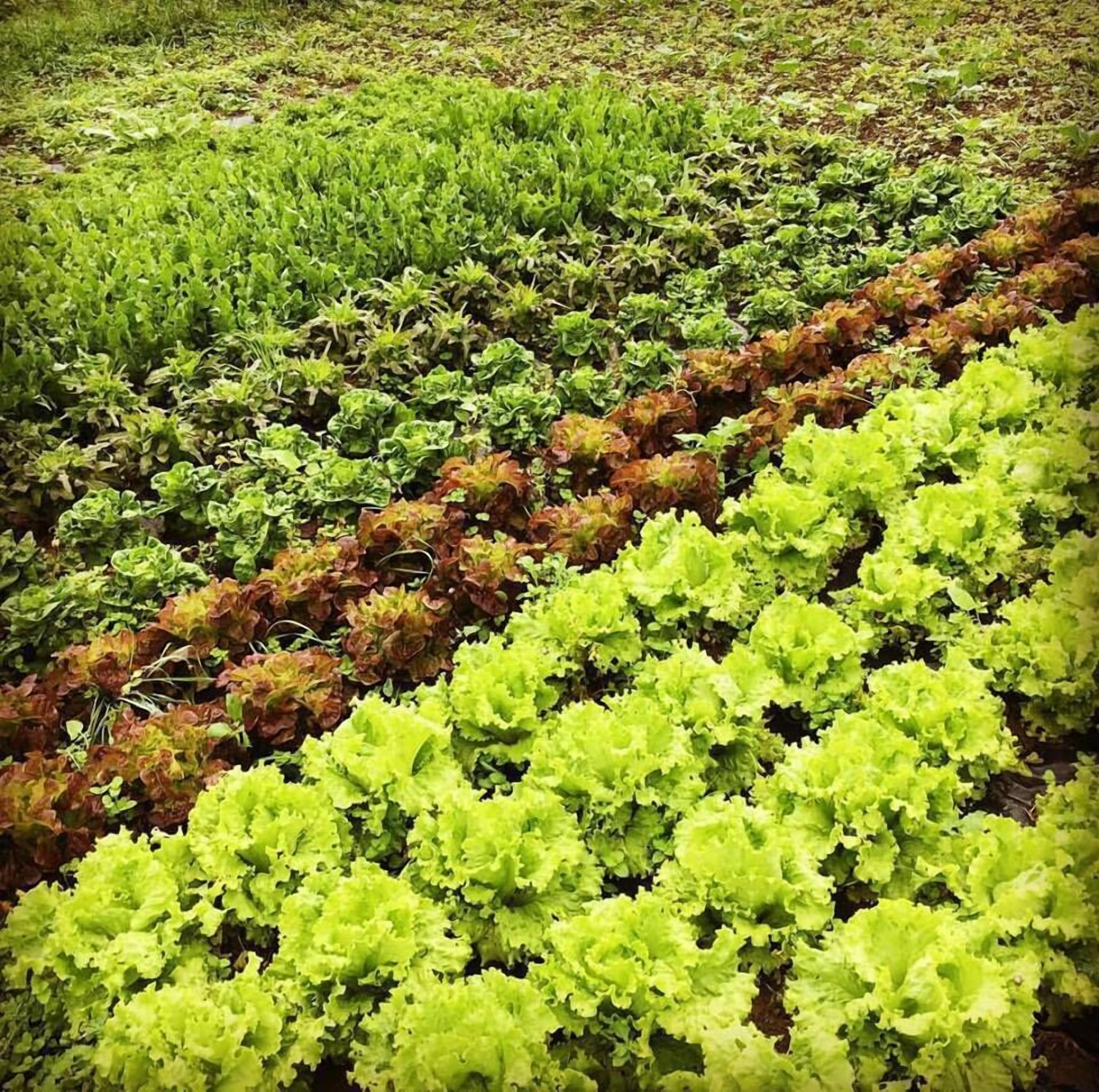 Foto - Casa Rural Aristondo Agroturismo