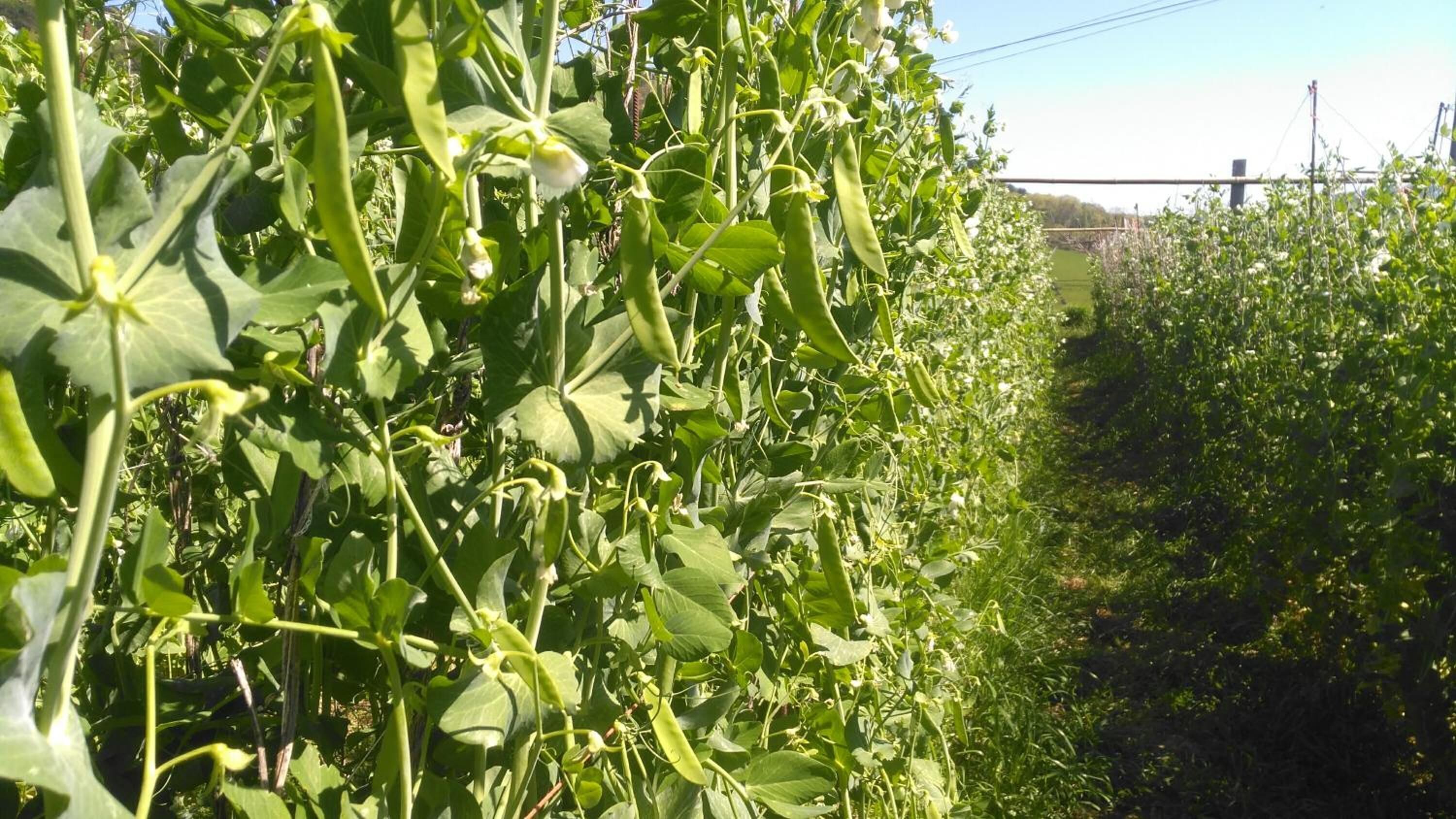 Foto - Casa Rural Aristondo Agroturismo