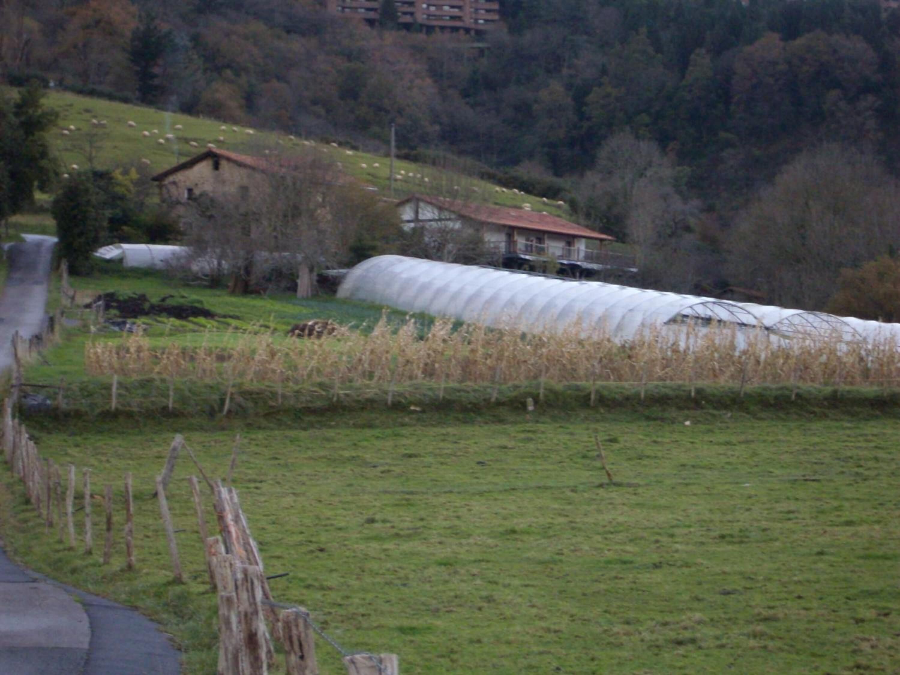 A rural landscape with a greenhouse, a farmhouse, and a road.