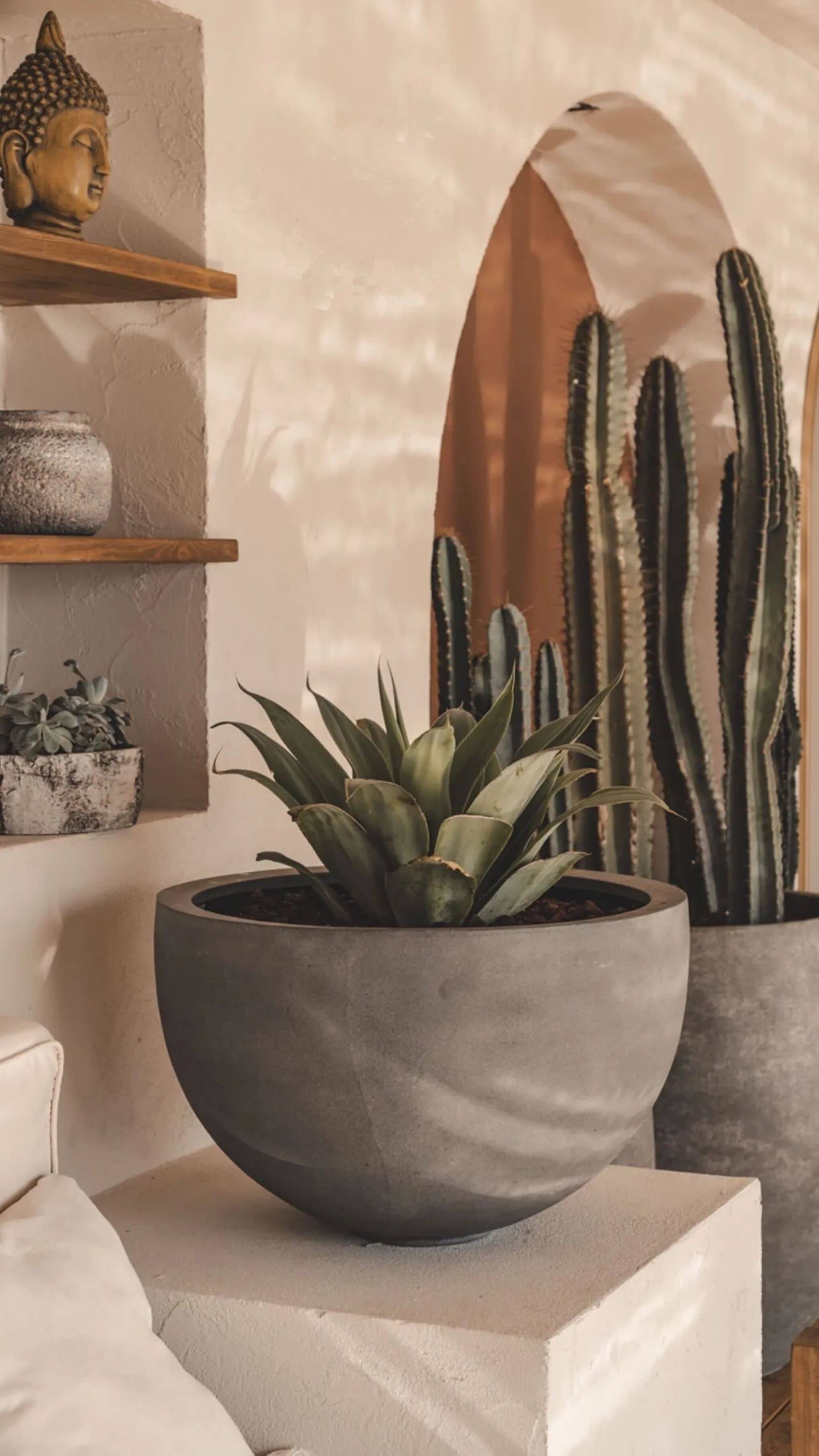 A room with a large potted plant, a Buddha statue, and a cactus collection.