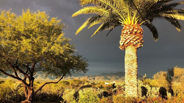 A palm tree in a landscaped area with a paved path and a table. - Tucson Gem in the Heart of the Desert (Tucson)