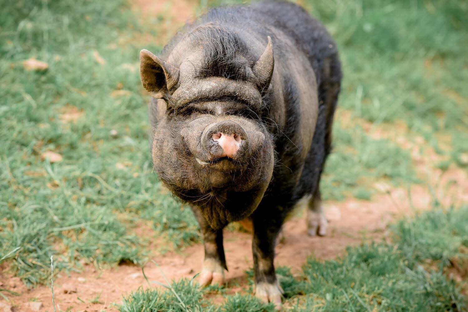 A pig standing on a grassy field.