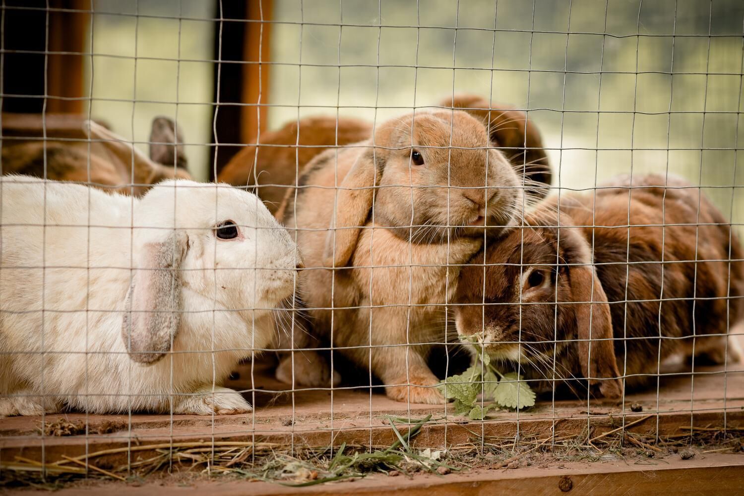 Un enclos pour lapins avec une clôture en treillis métallique, une plateforme en bois et quelques plantes.