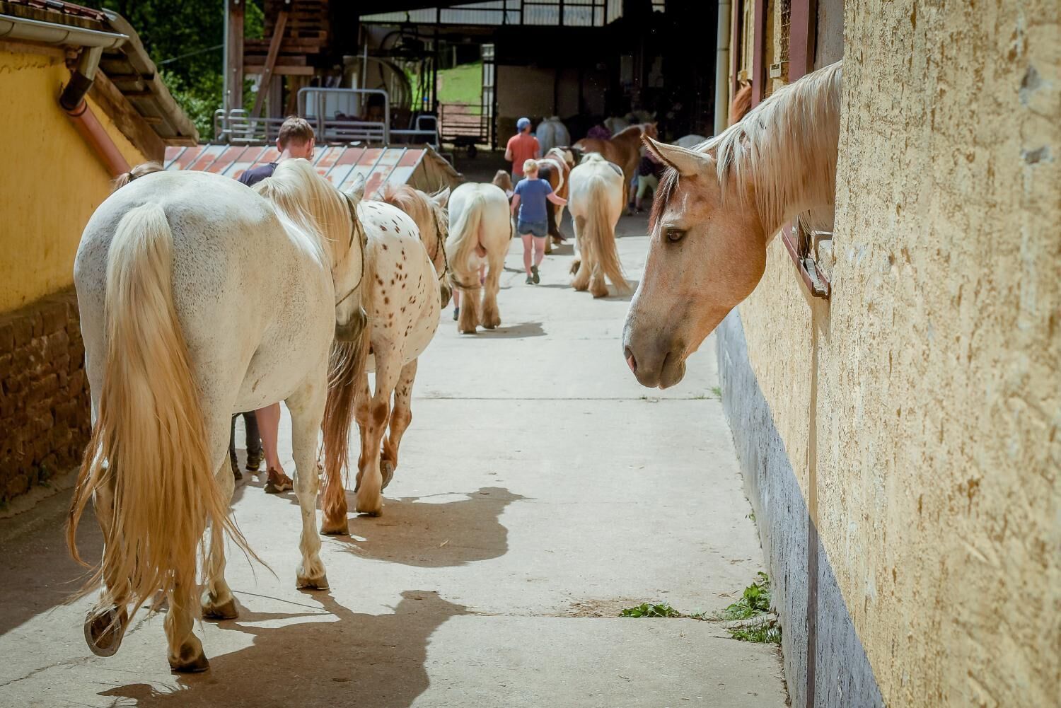Un establo con caballos y gente de fondo.