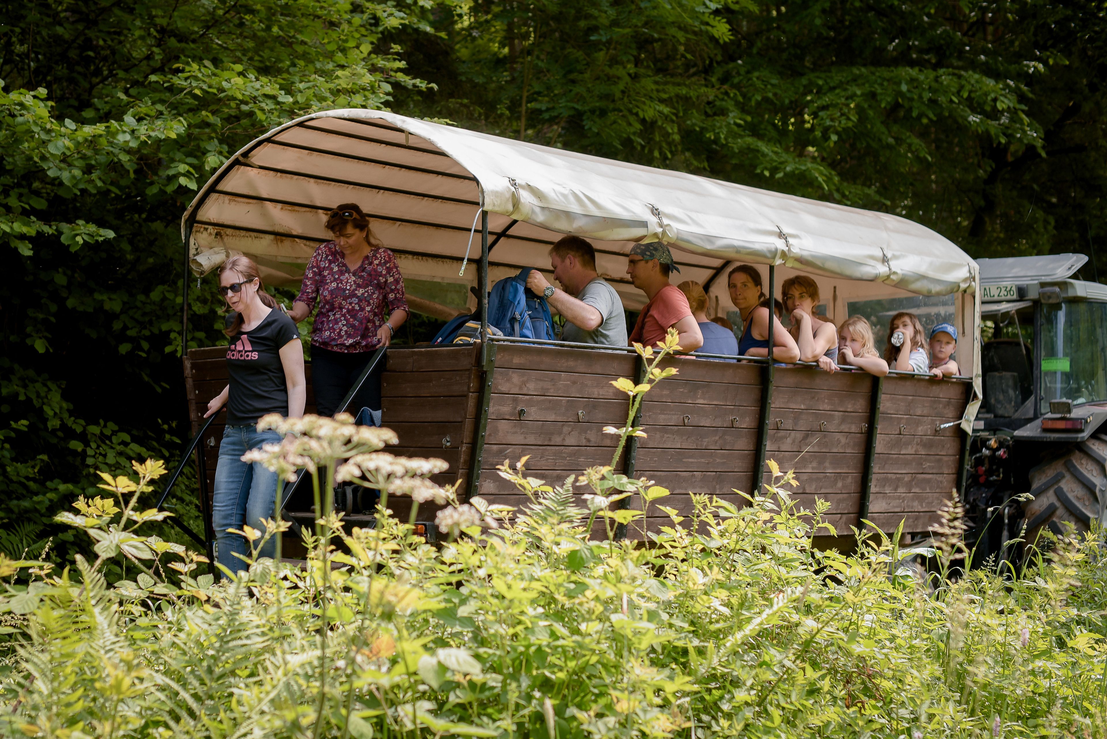 Une charrette couverte transportant des passagers, entourée de verdure.