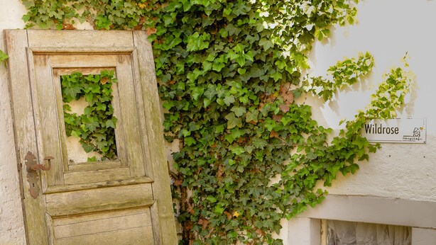 A rustic wooden door partially covered by green ivy, a small window with a curtain, and a sign reading "Wildrose". - Nengshof - Haus Ehrenpreis (Wissmannsdorf)