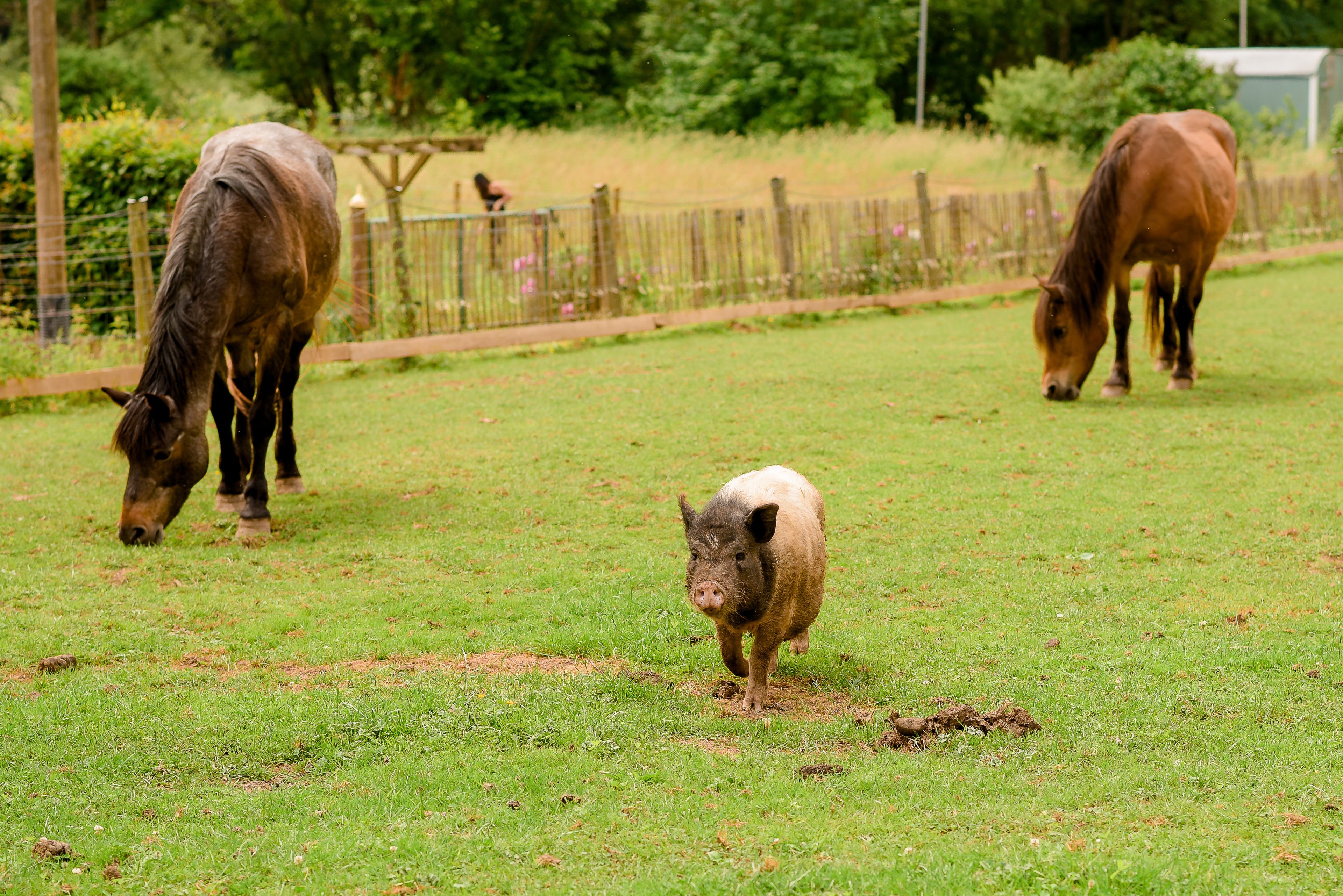 A grassy field with two horses and a pig.