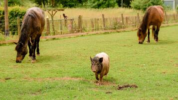 A grassy field with two horses and a pig.